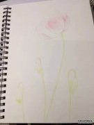【彩铅教程】 6个小步骤教你画一朵花儿